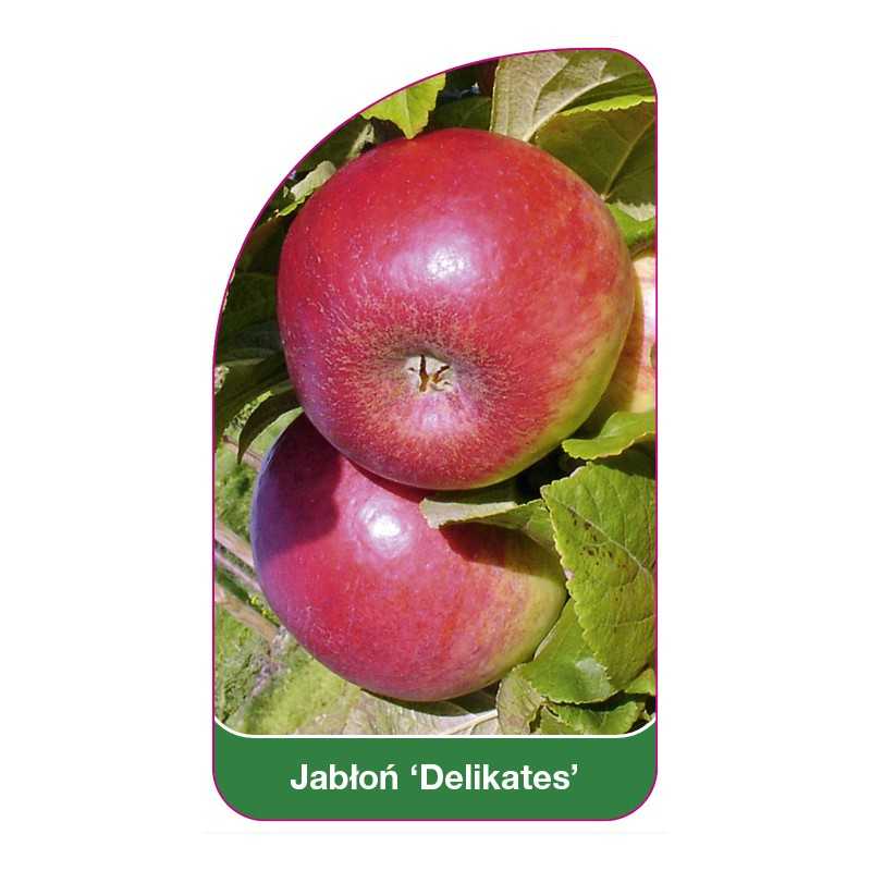 jablon-delikates-b1