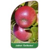 jablon-delikates-b1