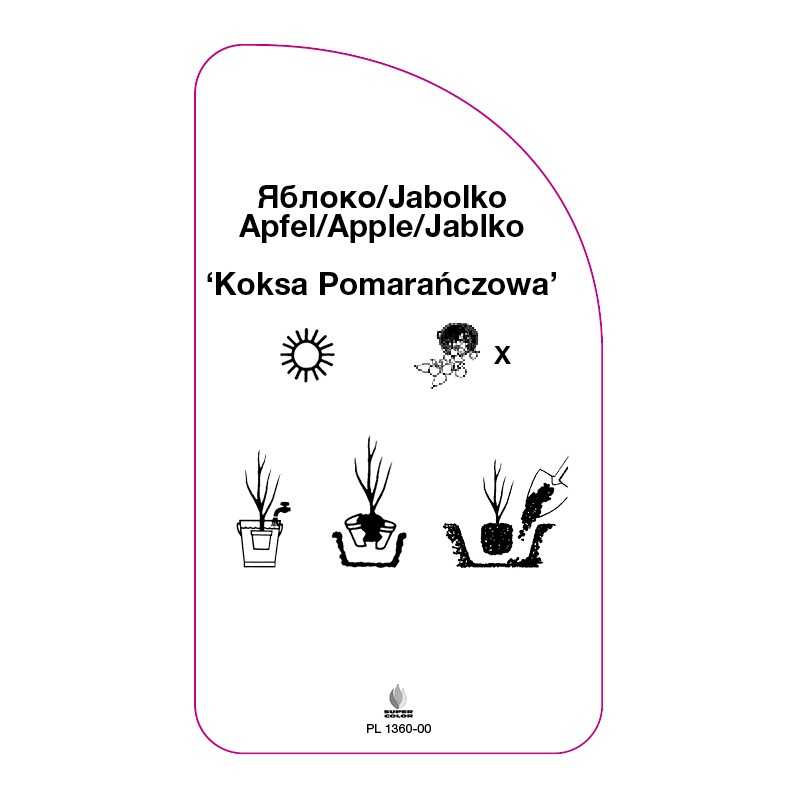 jablon-koksa-pomaranczowa-0