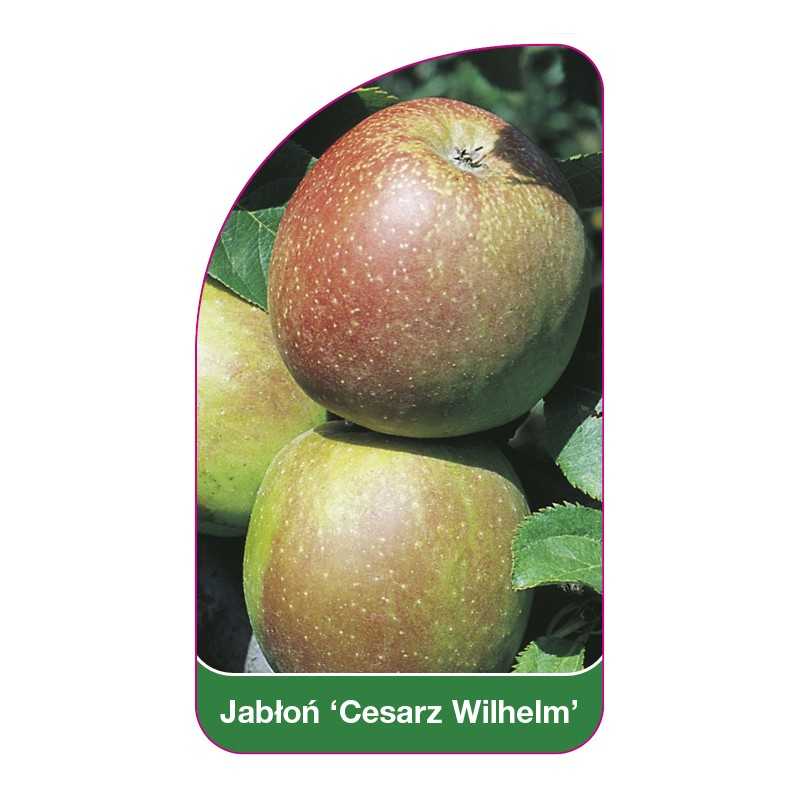 jablon-cesarz-wilhelm-1