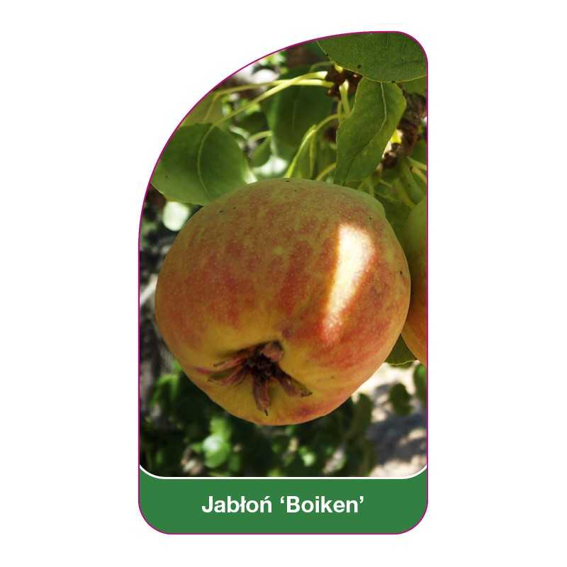 jablon-boiken-1