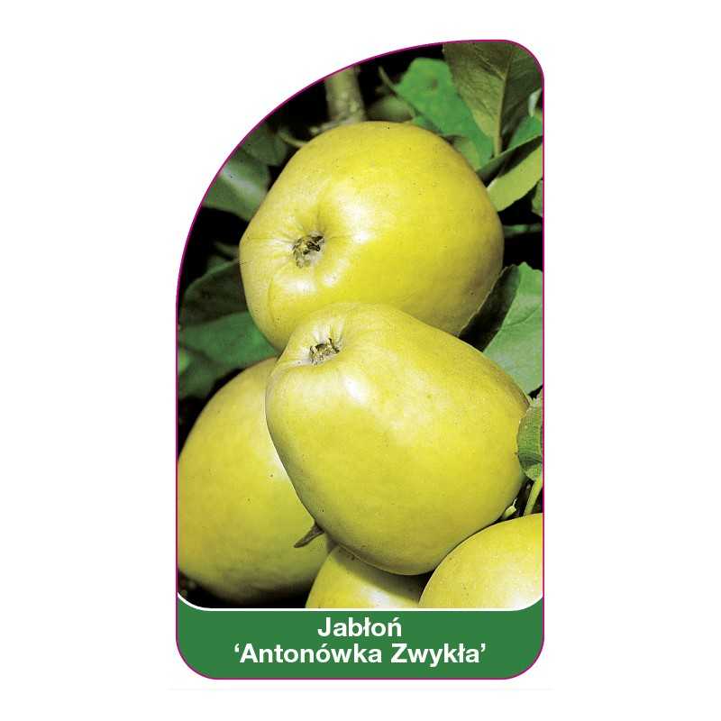 jablon-antonowka-zwykla-1