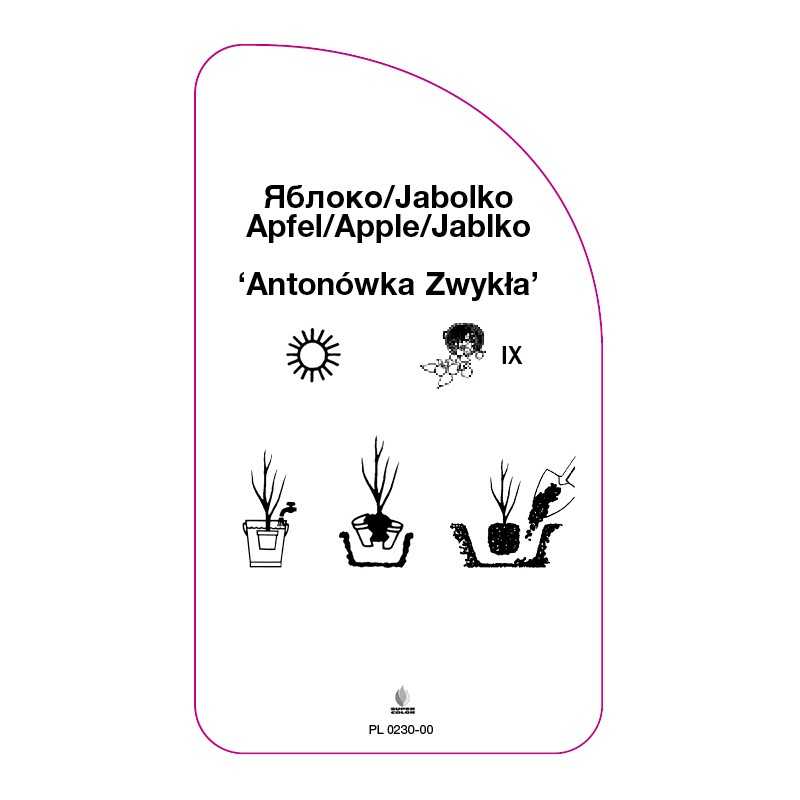 jablon-antonowka-zwykla-0