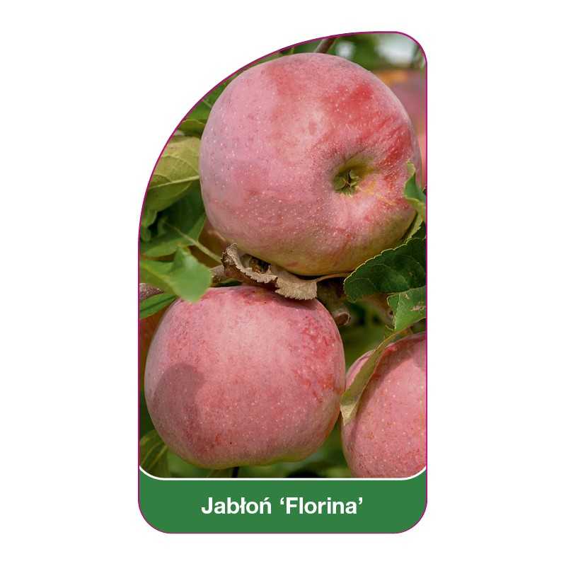 jablon-florina-1