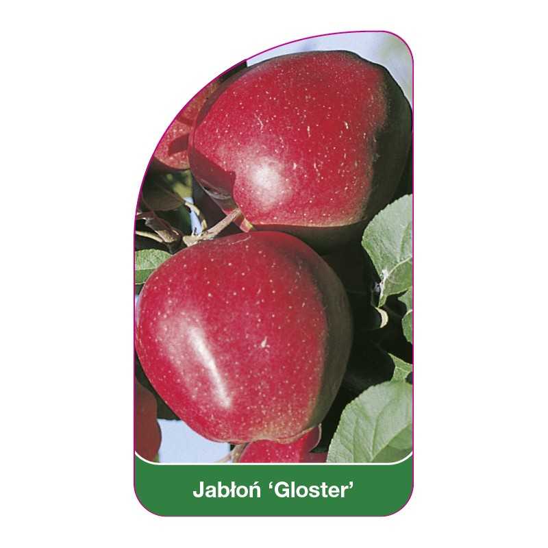 jablon-gloster-1