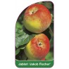 jablon-jacob-fischer-1