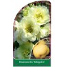 chaenomeles-yukigoten-1