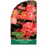 chaenomeles-x-superba-fascination-1