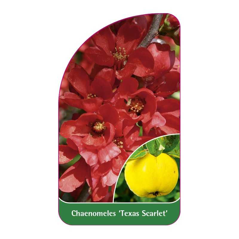 chaenomeles-texas-scarlet-b1