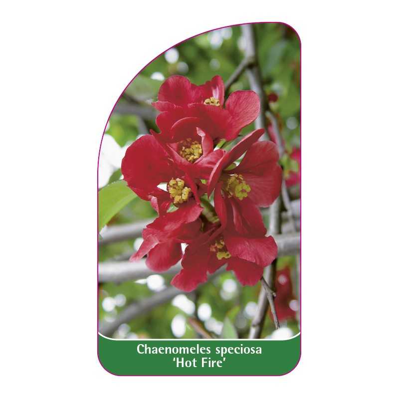 chaenomeles-speciosa-hot-fire-1