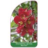 chaenomeles-speciosa-hot-fire-1