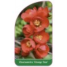 chaenomeles-orange-star-1