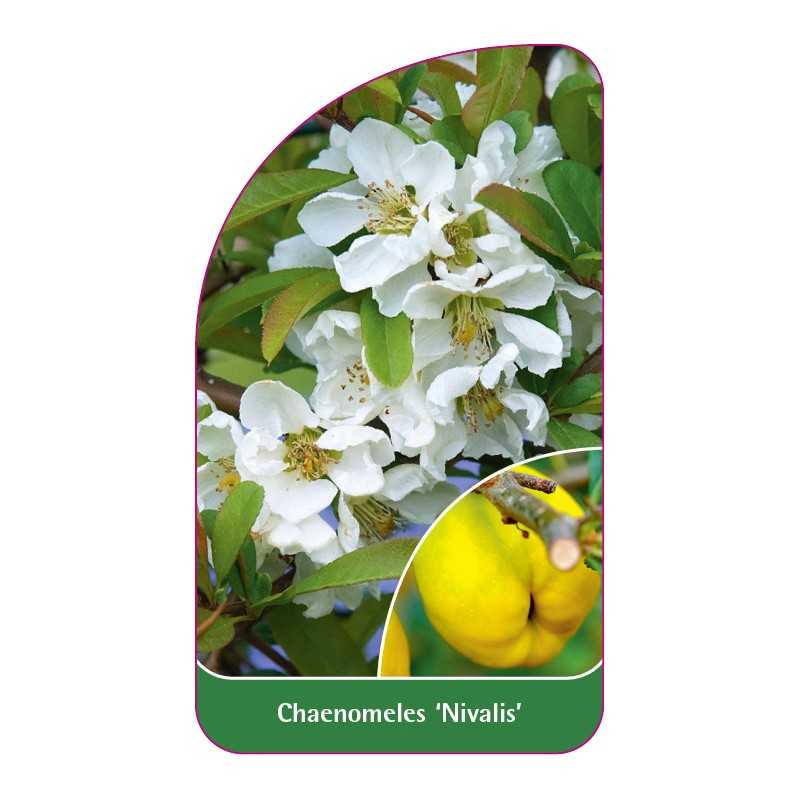 chaenomeles-nivalis-1