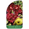 chaenomeles-japonica-rot-b1