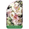 chaenomeles-japonica-rosa1