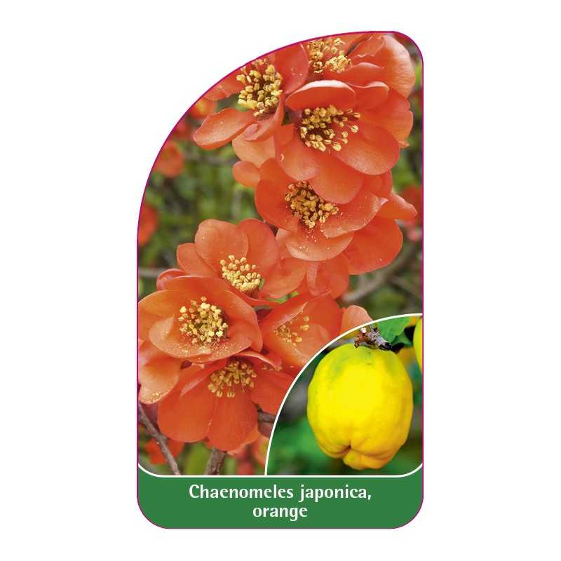 chaenomeles-japonica-orange-b1