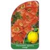 chaenomeles-japonica-orange-b1