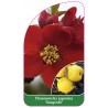 chaenomeles-japonica-sargentii-c1