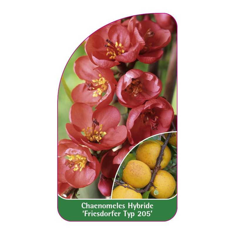 chaenomeles-hybride-friesdorfer-typ-205-1