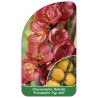 chaenomeles-hybride-friesdorfer-typ-205-1