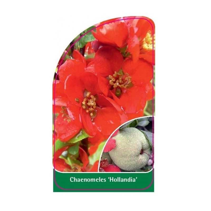 chaenomeles-hollandia-1