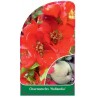 chaenomeles-hollandia-1