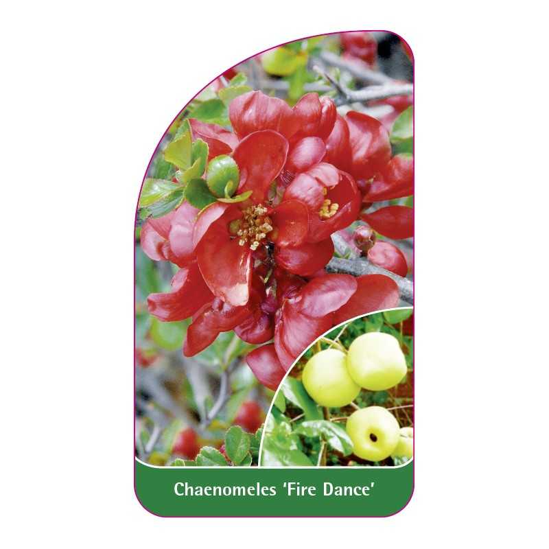 chaenomeles-fire-dance-a1