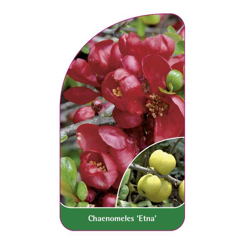 chaenomeles-etna-1