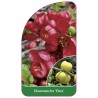 chaenomeles-etna-1