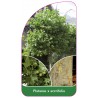 platanus-x-acerifolia1