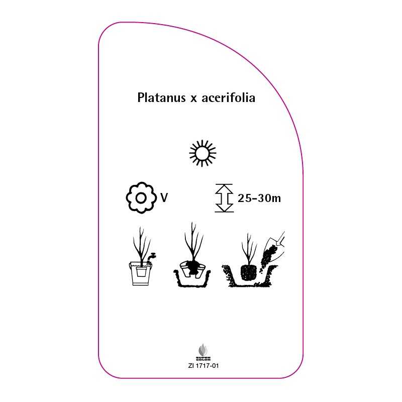 platanus-x-acerifolia0