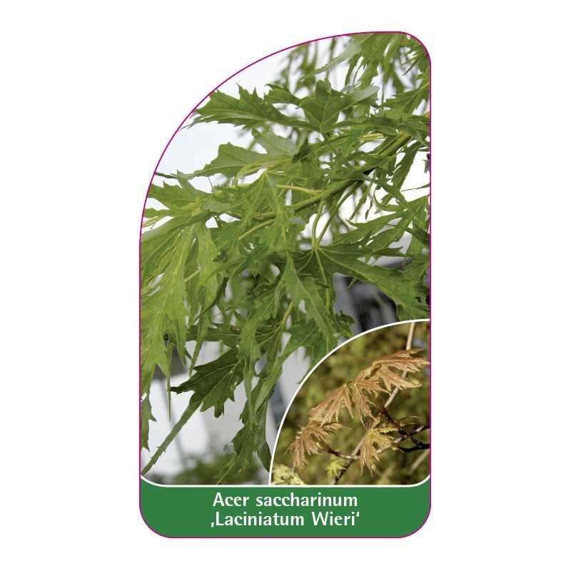 acer-saccharinum-laciniatum-wieri-1