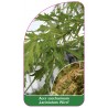 acer-saccharinum-laciniatum-wieri-1