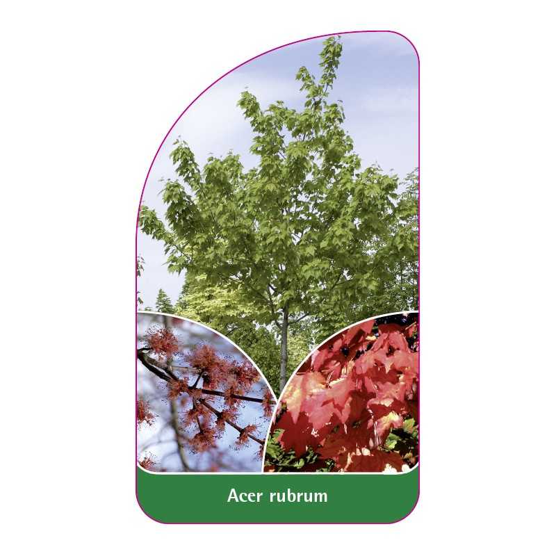 acer-rubrum1