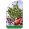 acer-rubrum1