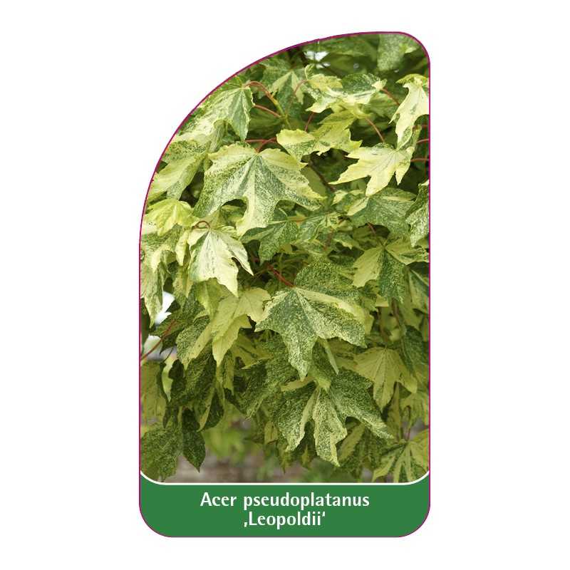 acer-pseudoplatanus-leopoldii-b1