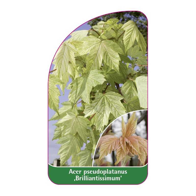 acer-pseudoplatanus-brilliantissimum-1