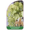 acer-pseudoplatanus-brilliantissimum-1