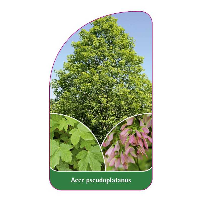 acer-pseudoplatanus1