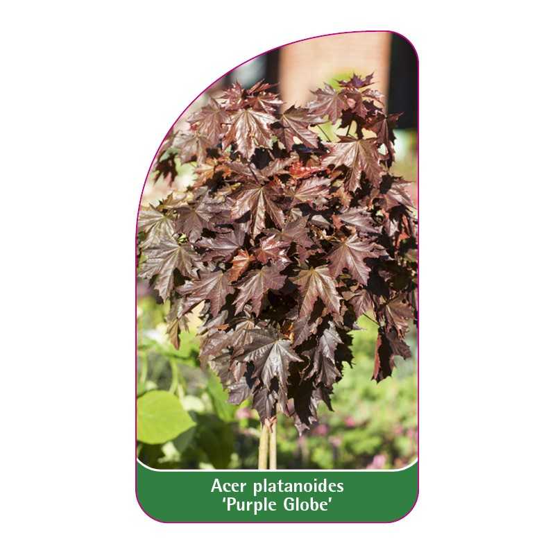 acer-platanoides-purple-globe-1