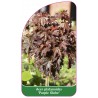 acer-platanoides-purple-globe-1