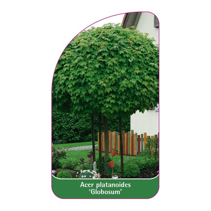 acer-platanoides-globosum-1