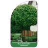 acer-platanoides-globosum-1