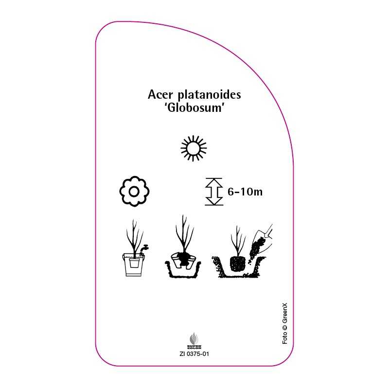 acer-platanoides-globosum-0