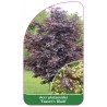 acer-platanoides-faasen-s-black-1