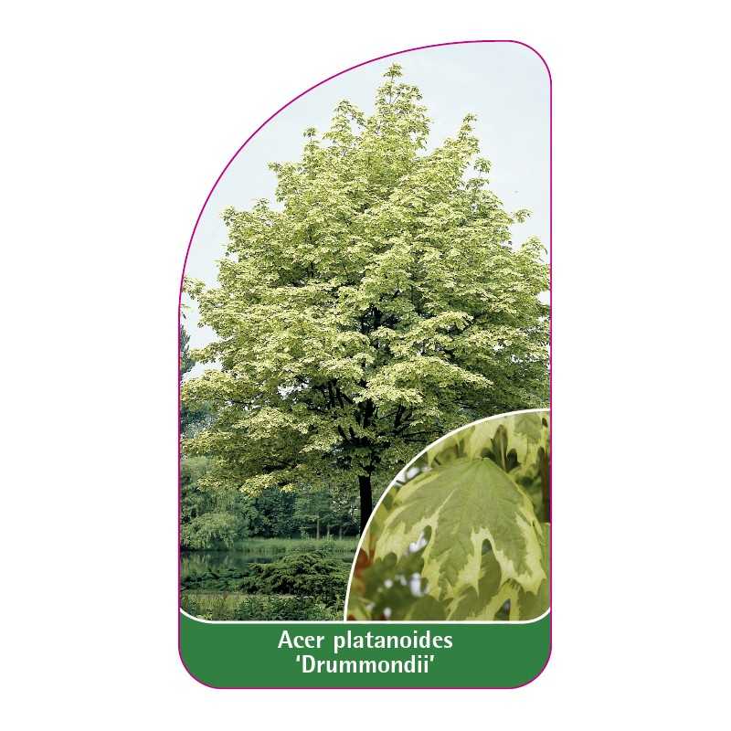 acer-platanoides-drummondii-1