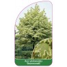 acer-platanoides-drummondii-1