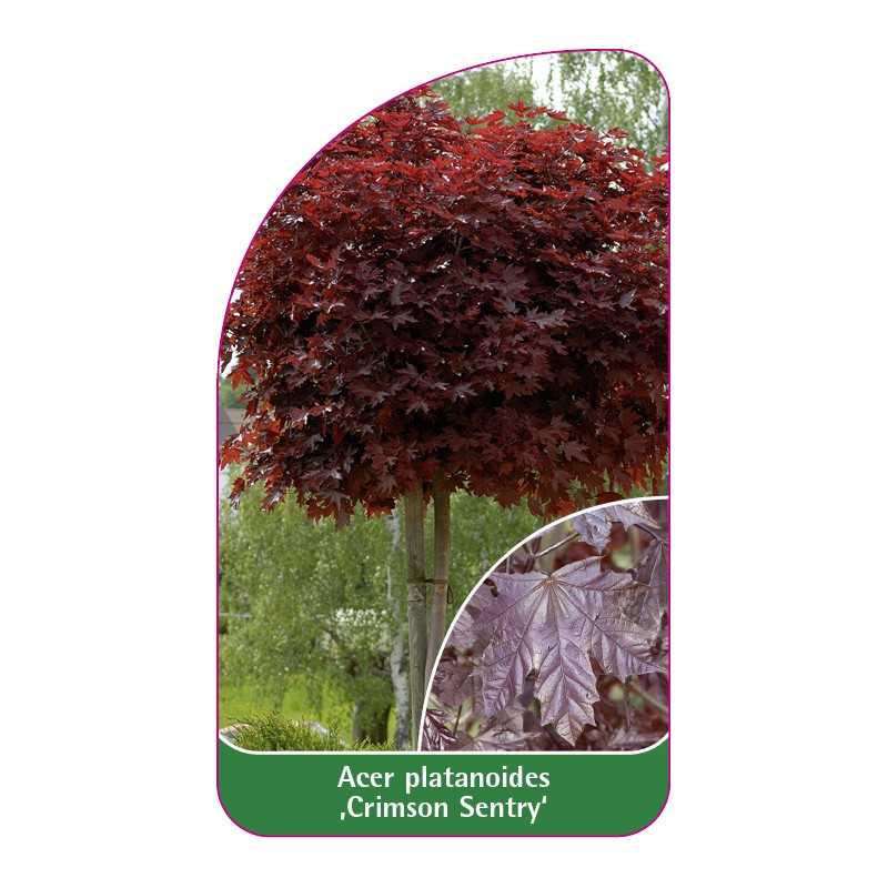 acer-platanoides-crimson-sentry-b1