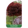 acer-platanoides-crimson-sentry-b1