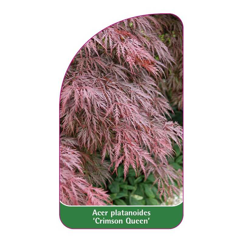 acer-platanoides-crimson-queen-1